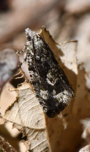 Réf. 303 364 : Zeiraphera isertana